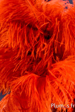 Struzzo - 30-40 cm - ambra